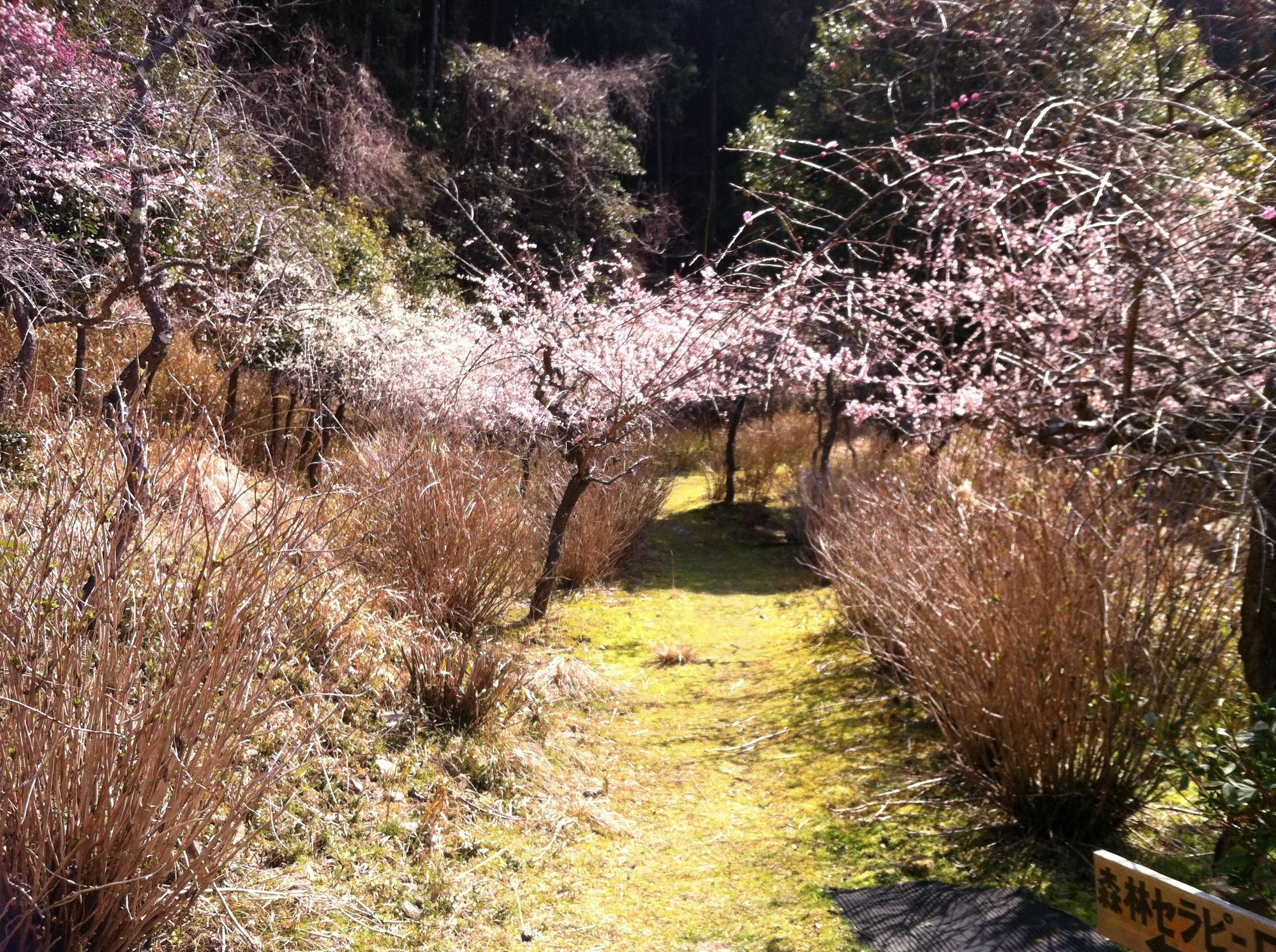 Hinotani Onsen Misugi Resort Tsu Esterno foto