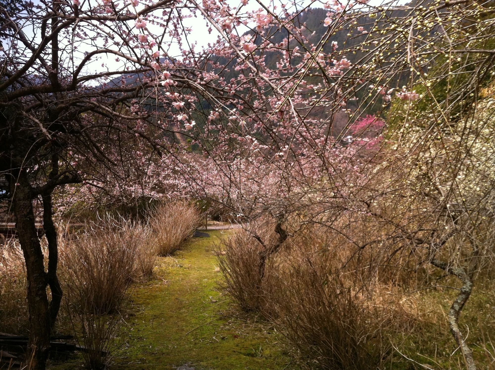Hinotani Onsen Misugi Resort Tsu Esterno foto